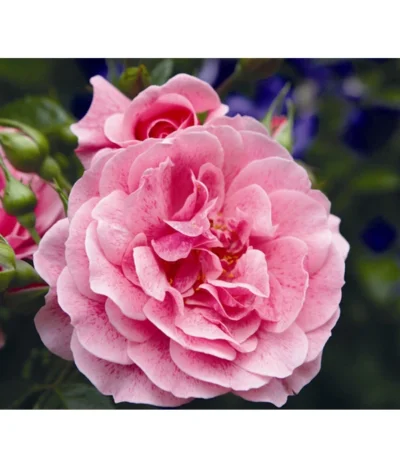 Kletterrose 'Camelot®'