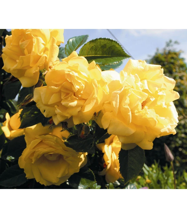 Kletterrose 'Dukat®' 3 Kletterrose 'Dukat®'