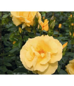 Kletterrose 'Dukat®' 5 Kletterrose 'Dukat®' -Haus Pflanzen Welt 7803190 WE DE 002 KletterroseDukatTantauGelbDehner