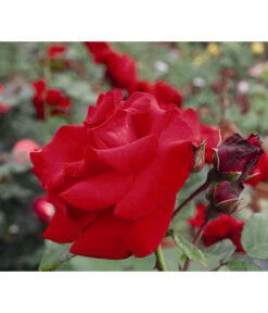 Kletterrose 'Santana®'