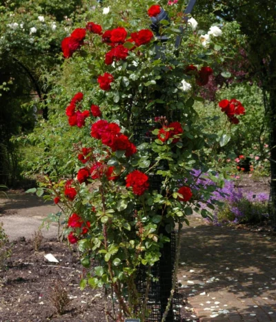 Kletterrose 'Santana®' 7 Kletterrose 'Santana®' -Haus Pflanzen Welt 7803216 WE MO 003 KletterroseSantanaTantauRot