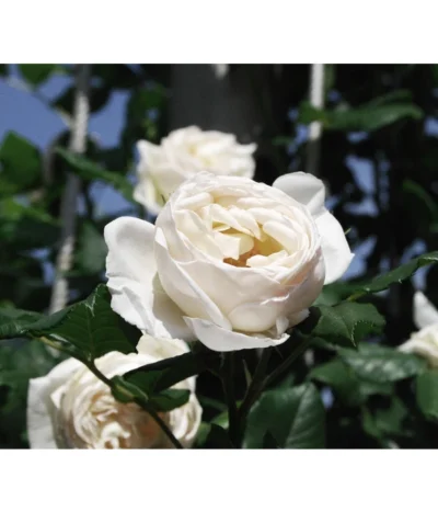 Kletterrose 'Uetersener Klosterrose®' 7 Kletterrose 'Uetersener Klosterrose®' -Haus Pflanzen Welt 7803240 WE MO 002 KletterroseUetersenerKlosterrose Pixabay