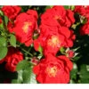 Strauchrose 'Paprika®' -Haus Pflanzen Welt 7803257 PR DE 001 StrauchrosePaprikaTantau