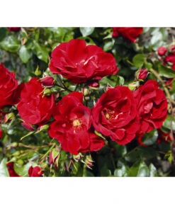 Strauchrose 'Paprika®' 5 Strauchrose 'Paprika®' -Haus Pflanzen Welt 7803257 WE DE 002 StrauchrosePaprikaTantauRot