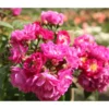 Ramblerrose 'Perennial Blue®' 1 Ramblerrose 'Perennial Blue®' -Haus Pflanzen Welt 7803307 WE DE 002 RamblerrosePerennialBlueTantauLilaRosaViolettBlauret