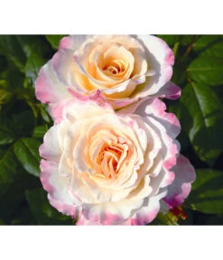 Edelrose 'Aquarell®' -Haus Pflanzen Welt 7803349 WE DE 002 NostalgieEdelroseAquarellTantauGelbKirschrotRet 1