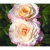 Edelrose 'Aquarell®', Stämmchen 1 Edelrose 'Aquarell®', Stämmchen -Haus Pflanzen Welt 7803349 WE DE 002 NostalgieEdelroseAquarellTantauGelbKirschrotRet