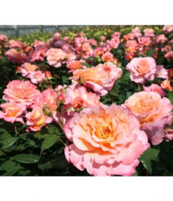 Edelrose 'Augusta Luise®', Stämmchen -Haus Pflanzen Welt 7803372 PR DE 001 EdelroseAugustaLuiseTantau