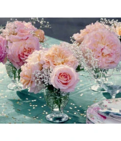 Edelrose 'Augusta Luise®', Stämmchen -Haus Pflanzen Welt 7803372 PR DE 002 EdelroseAugustaLuiseTantau