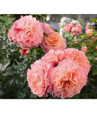 Edelrose 'Augusta Luise®', Stämmchen -Haus Pflanzen Welt 7803372 PR DE 005 EdelroseAugustaLuiseTantau 1