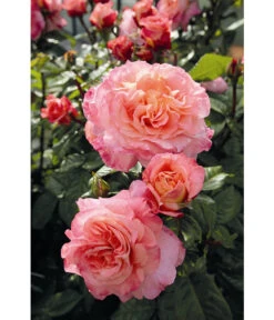 Edelrose 'Augusta Luise®', Stämmchen -Haus Pflanzen Welt 7803372 WE DE 002 NostalgieEdelroseAugustaLuiseTantauPfirsichfarben