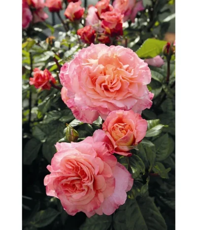 Edelrose 'Augusta Luise®', Stämmchen -Haus Pflanzen Welt 7803372 WE DE 002 NostalgieEdelroseAugustaLuiseTantauPfirsichfarben
