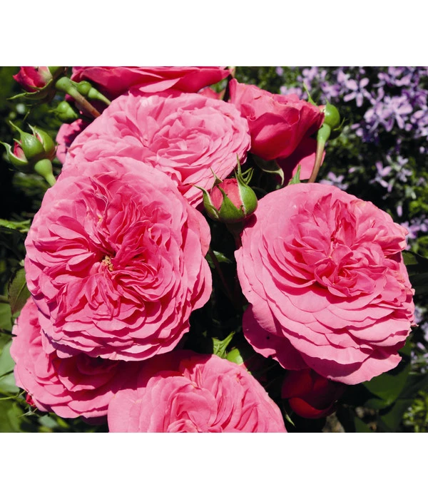 Beetrose 'Baronesse®' 3 Beetrose 'Baronesse®'