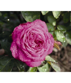 Zwergrose 'Heidi Klum®' 7 Zwergrose 'Heidi Klum®' -Haus Pflanzen Welt 7803471 WE DE 002 NostalgieZwergroseHeidiKlumTantauBordeauxViolett