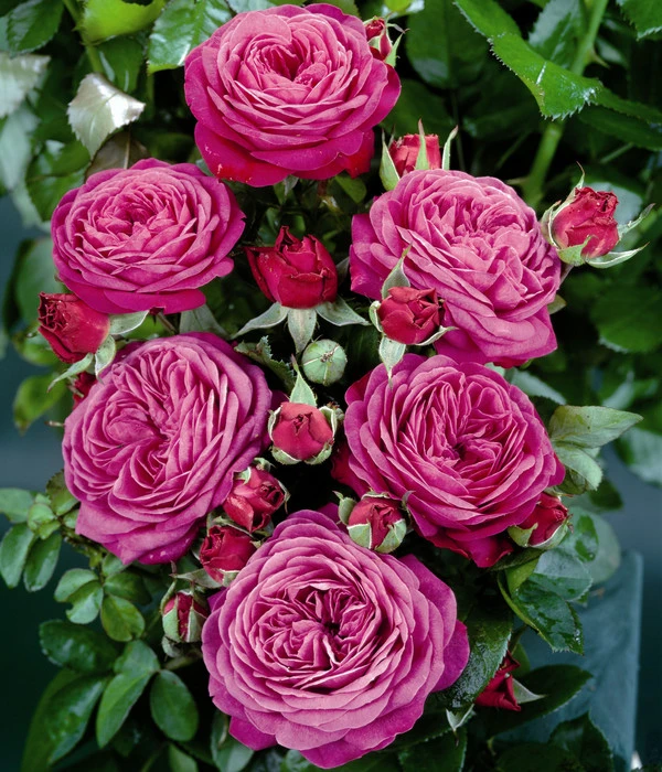 Zwergrose 'Heidi Klum®' 4 Zwergrose 'Heidi Klum®' – Bild 2