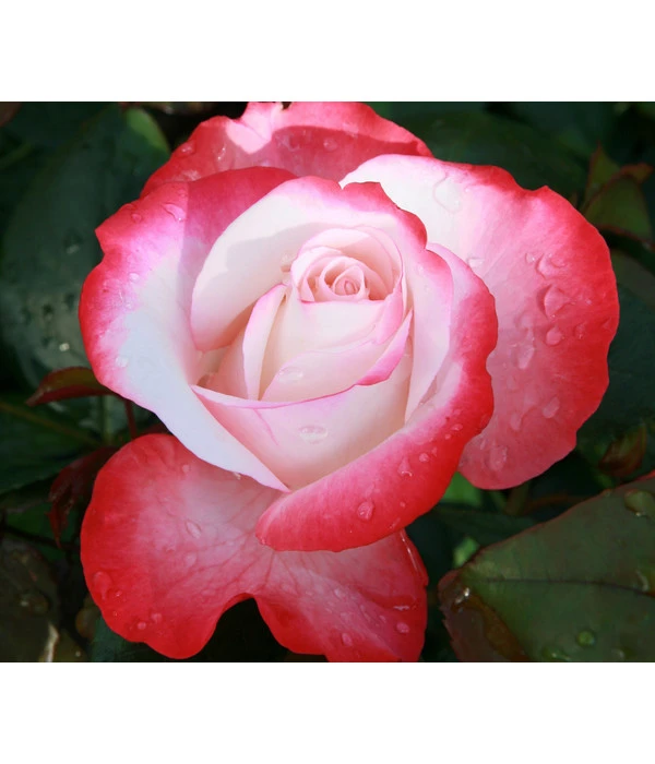 Rosen-Set Dufterlebnis Pastell, 2-teilig 5 Rosen-Set Dufterlebnis Pastell, 2-teilig – Bild 3