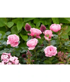 Edelrose 'Desirée®' -Haus Pflanzen Welt 7803810 PR MO 001 EdelroseDesiree4LRosenTantau