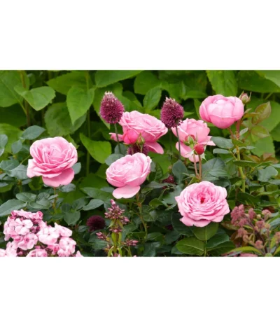 Edelrose 'Desirée®' -Haus Pflanzen Welt 7803810 PR MO 001 EdelroseDesiree4LRosenTantau
