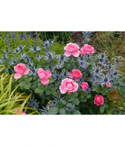 Haus Pflanzen Welt -Haus Pflanzen Welt 7803810 PR MO 003 EdelroseDesiree4LRosenTantau