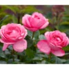 Edelrose 'Desirée®'