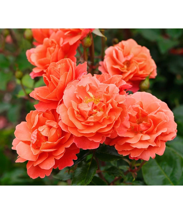 Beetrose 'Theodor Fontane Rose®' 3 Beetrose 'Theodor Fontane Rose®'