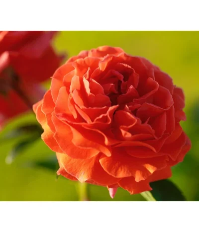 Kletterrose 'Naranga®'