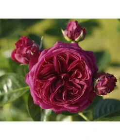 Nostalgie®-Edelrose 'Marietta®'