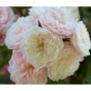 Zwerg-Kletterrose 'Starlet® Alina®' -Haus Pflanzen Welt 7803877 PR DE 004 StarletRoseAlinaTantau