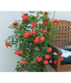Zwerg-Kletterrose 'Starlet® Carmen®' -Haus Pflanzen Welt 7803885 PR MO 002 StarletRoseCarmenTantau