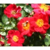 Bodendeckerrose 'Bienenweide®', Rot 2 Bodendeckerrose 'Bienenweide®', Rot -Haus Pflanzen Welt 7803893 PR DE 001 RoseBienenweideRosaTantau 1