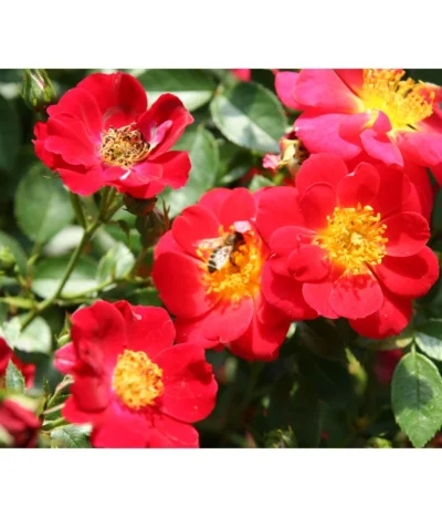 Bodendeckerrose 'Bienenweide®', Rot