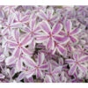 Teppich-Phlox 1 Teppich-Phlox -Haus Pflanzen Welt 7804594 WE DE 002 PhloxSubulataPolsterPhlox Pixabay