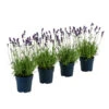 Duft-Lavendel 'Felice', 4er-Set -Haus Pflanzen Welt 7805773 WE FS 001 LavendelpaketDuftLavendelAngustifoliaFeliceLavandula4Pflanzen