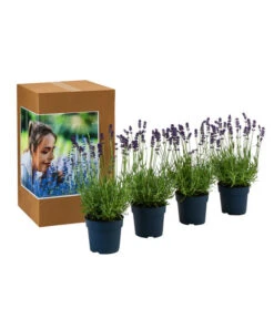Duft-Lavendel 'Felice', 4er-Set 8 Duft-Lavendel 'Felice', 4er-Set -Haus Pflanzen Welt 7805773 WE FS 002 LavendelpaketDuftLavendelAngustifoliaFeliceLavandula4Pflanzen