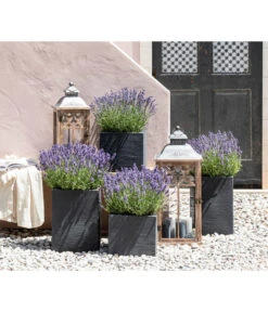 Duft-Lavendel 'Felice', 4er-Set 9 Duft-Lavendel 'Felice', 4er-Set -Haus Pflanzen Welt 7805773 WE MO 001 Lavendel 1