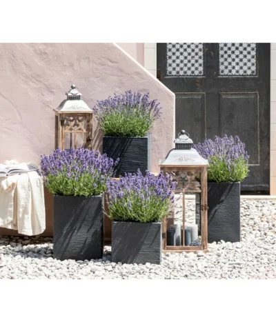 Duft-Lavendel 'Felice', 4er-Set -Haus Pflanzen Welt 7805773 WE MO 001 Lavendel 1