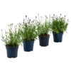 Lavendel-Set Lavendel-Vielfalt, 4-teilig 1 Lavendel-Set Lavendel-Vielfalt, 4-teilig -Haus Pflanzen Welt 7805781 WE FS 001 LavendelpaketMixLavandula4PflanzenT12