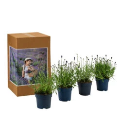 Lavendel-Set Lavendel-Vielfalt, 4-teilig -Haus Pflanzen Welt 7805781 WE FS 002 LavendelpaketMixLavandula4PflanzenT12