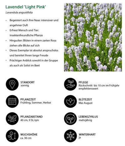 Lavendel-Set Lavendel-Vielfalt, 4-teilig 14 Lavendel-Set Lavendel-Vielfalt, 4-teilig -Haus Pflanzen Welt 7805781 WE IG 001 LavendelLightPinkAngustifoliaLightPinkLuckner