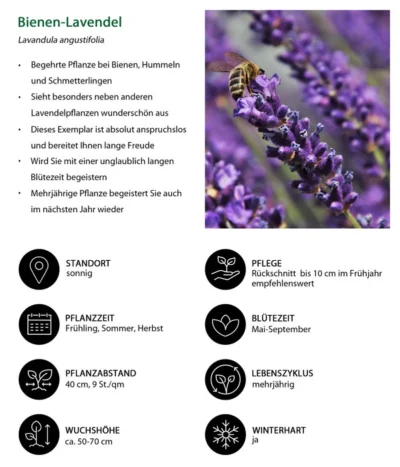 Lavendel-Set Lavendel-Vielfalt, 4-teilig 12 Lavendel-Set Lavendel-Vielfalt, 4-teilig -Haus Pflanzen Welt 7805799 WE IG 001 BienenLavendel