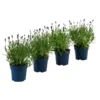 Schmetterlings-Lavendel 'Royal Blue', 4er-Set 1 Schmetterlings-Lavendel 'Royal Blue', 4er-Set -Haus Pflanzen Welt 7805807 WE FS 001 LavendelpaketLavandulaSchmetterlingslavendel4PflanzenT12