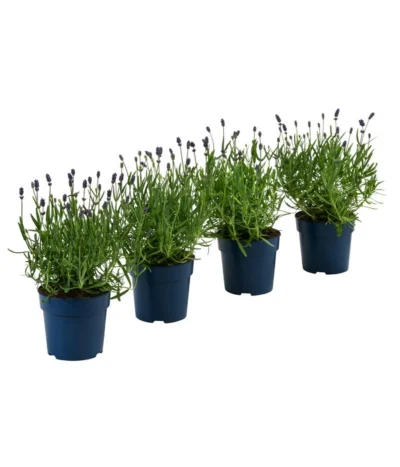 Schmetterlings-Lavendel 'Royal Blue', 4er-Set