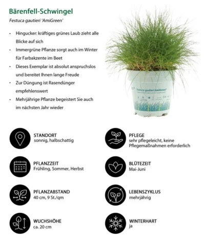 Gräser-Set Gartengräser, 4-teilig -Haus Pflanzen Welt 7805815 WE IG 001 BaerenfellSchwingelAmiGreen