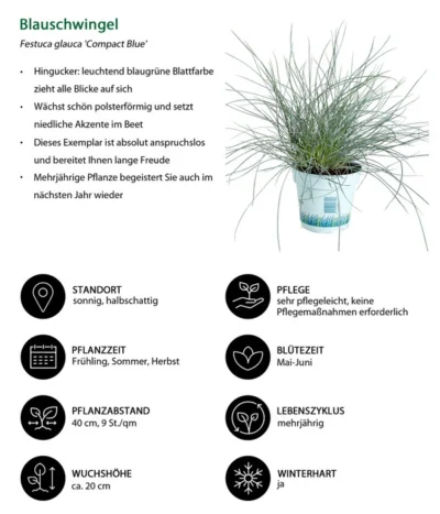 Blauschwingel 'Compact Blue' -Haus Pflanzen Welt 7805815 WE IG 001 BlauschwingelCompactBlue