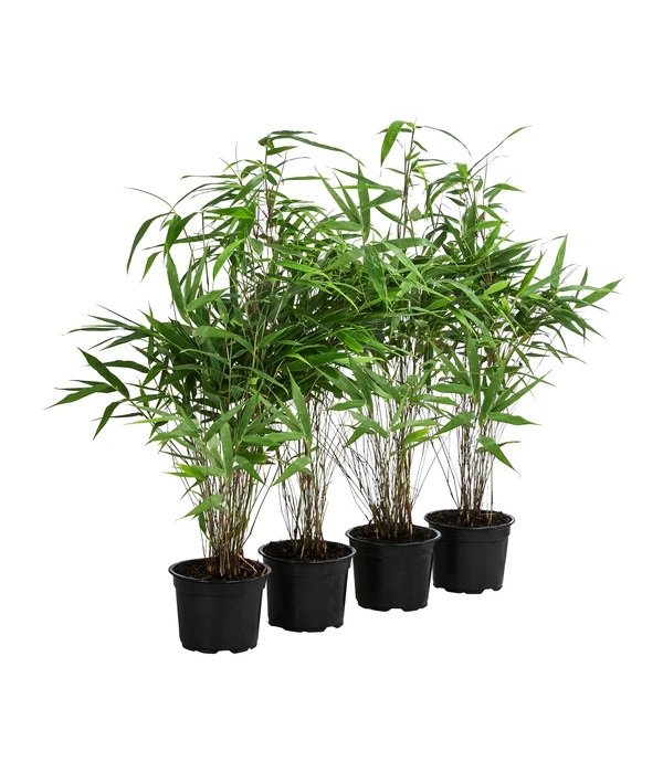 Schirmbambus, 4er-Set 3 Schirmbambus, 4er-Set