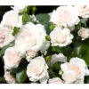 Rose 'Aspirin®', Stämmchen -Haus Pflanzen Welt 7810476 PR DE 001 BodendeckerroseAspirinRet 1