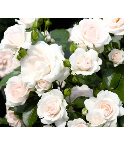 Bodendeckerrose 'Aspirin®'