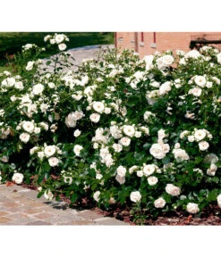 Rose 'Aspirin®', Stämmchen -Haus Pflanzen Welt 7810476 PR FS 001 BodendeckerroseAspirinRet 1