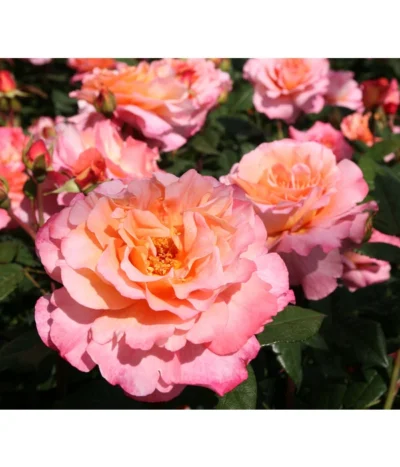 Rosen-Set Duftrosentraum, 3-teilig 9 Rosen-Set Duftrosentraum, 3-teilig -Haus Pflanzen Welt 7814536 BildD 001 EdelroseAugustaLuiseAugusta