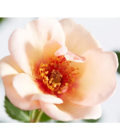 Persische Rosen, Verschiedene Farben -Haus Pflanzen Welt 7815392 WE DE 001 RosaPersicaDehnerExpressZS